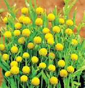 фото жовтий Квітка Цефалофора (Сунична Трава)