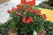κόκκινος Alstroemeria, Περουβιανή Κρίνος, Κρίνο Των Ίνκας λουλούδια στον κήπο φωτογραφία