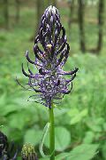 bilde svart Blomst Horned Rampion
