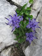 azul claro Verdezuelas Cuernos Flores del Jardín foto