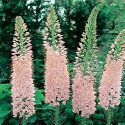 pink Foxtail Lily, Desert Candle Garden Flowers photo