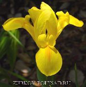photo Dutch Iris, Spanish Iris Flower