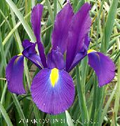 púrpura Iris Holandés, Iris Español Flores del Jardín foto