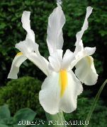 φωτογραφία λευκό λουλούδι Ολλανδική Ίριδα, Ισπανικά Ίριδα
