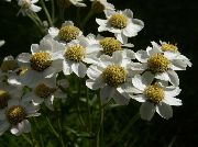 fénykép fehér Virág Sneezewort, Sneezeweed, Brideflower
