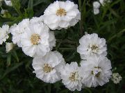 φωτογραφία λευκό λουλούδι Sneezewort, Sneezeweed, Brideflower