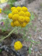 foto Gelb Ageratum, Goldenen Ageratum, Afrikanisches Gänseblümchen Blume