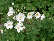 balts Japānas Anemone Dārza Ziedi foto
