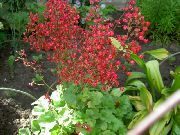 photo Coral Bells, Alumroot, Coralbells, Alum Root Flower
