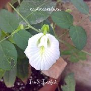 baltas Drugelis Žirnių Sodo Gėlės nuotrauka