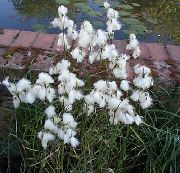 fénykép fehér Virág Gyapotsás