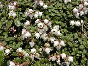 λευκό Arcterica λουλούδια στον κήπο φωτογραφία