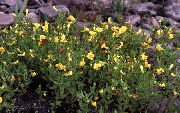 amarillo Hisopo De Cobertura Flores del Jardín foto