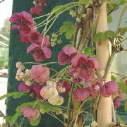 foto burgonja Cvijet Pet List Akebia, Čokolada Vino