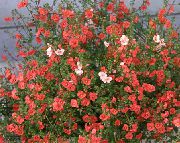 წითელი ნიღაბი ყვავილების  ფოტო