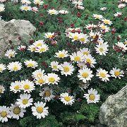 ფოტო Mount ატლასი Daisy, Mt. ატლასი Daisy, Pellitory, Spanish გვირილა ყვავილების