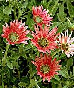 foto Kapgänseblümchen, Monarch Der Steppe Blume