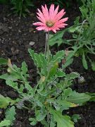 pink Cape Daisy, Monark Af Veldt Have Blomster foto