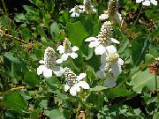 baltas Yerba Manas, Klaidinga Anemone, Driežas Uodega Sodo Gėlės nuotrauka