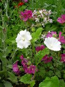 blanco Snowcup, Anoda Estimulado, Algodón Silvestre Flores del Jardín foto