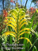 黄 锦旗，非洲玉米标志，眼镜蛇百合 园林花卉 照片