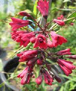 рожевий Бомарея Садові Квіти фото