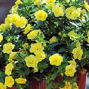 sárga Calibrachoa, Millió Harangok Kerti Virágok fénykép