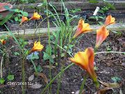 naranja Lirio Lluvia Flores del Jardín foto