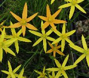 fotografie galben  Floare Păun Pictat, Stele De Păun