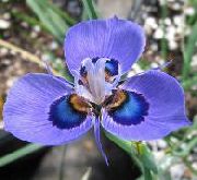 fotoğraf açık mavi çiçek Moraea