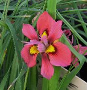 foto crvena Cvijet Moraea