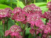 photo burgundy Flower Masterwort