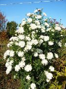 bijela Astra Vrt Cvijeće foto