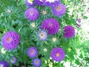 purpurowy Chiny Aster (Aster Chiński) Kwiaty ogrodowe zdjęcie