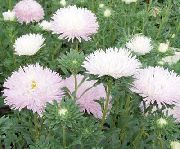 photo pink Flower China Aster