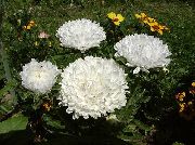 λευκό Κίνα Aster λουλούδια στον κήπο φωτογραφία