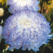 šviesiai mėlynas Kinija Aster Sodo Gėlės nuotrauka