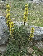 gelb Königs Speer Garten Blumen foto