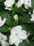 blanco Planta Paciencia, Bálsamo, Joya De Malezas, Lizzie Ocupado Flores del Jardín foto