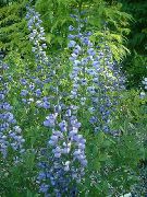 blau Falsche Indigo Garten Blumen foto