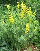 geltonas Klaidinga Indigo Sodo Gėlės nuotrauka