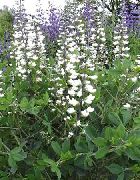 ფოტო თეთრი ყვავილების ყალბი Indigo