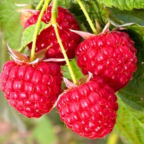 ����  ������ ������������� ��������� �������, ������ �� 202 ���