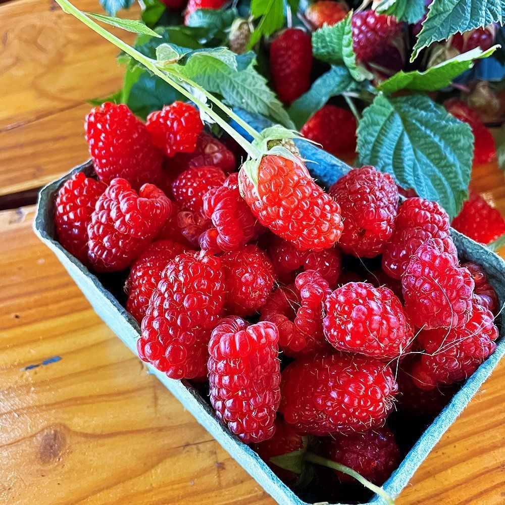 ����  ������ ������������ (�����������) ��������, ������ �� 202 ���