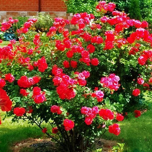 ����  ���� ��������� ��������� ��������, ������ �� 282 ���