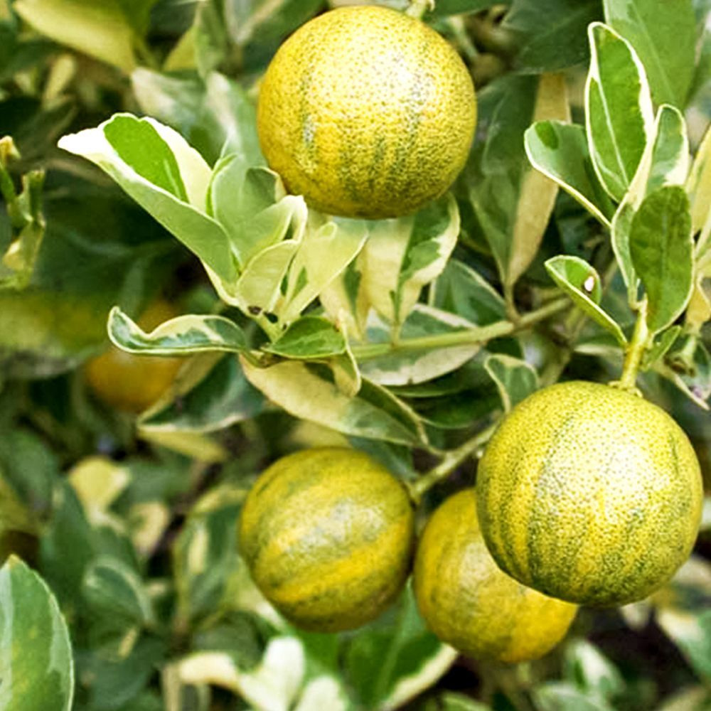 ����  ������ ��������� ����� ���������, ������ �� 2160 ���