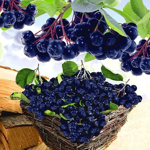 ����  ������ (������������ ������) ������, ������ �� 632 ���