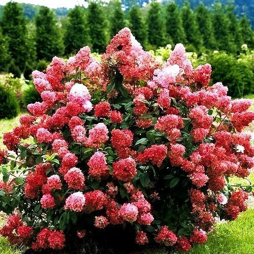 ����  ��������� ����������� ������� ���, ������ �� 965 ���