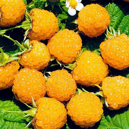 ����  ������ ������������� ���������, ������ �� 202 ���