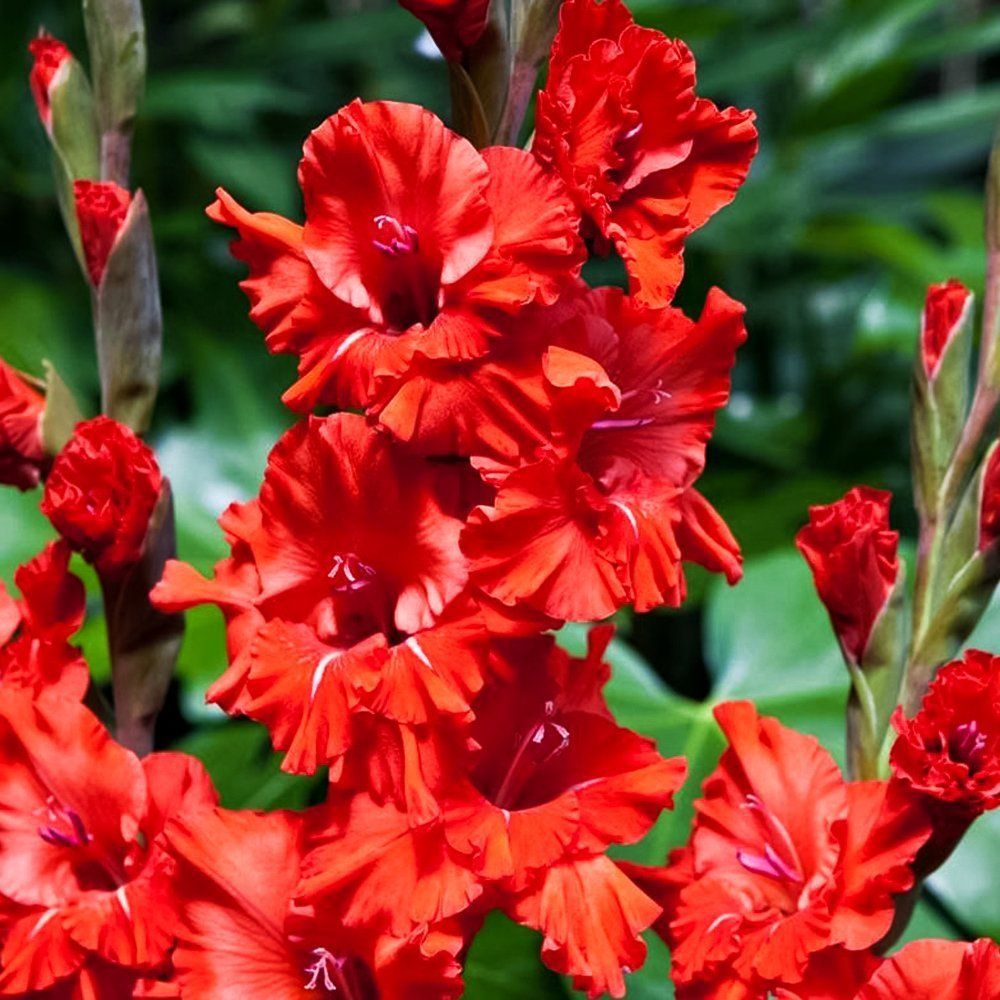 ����  ��������� ������������� ���� ������, ������ �� 505 ���